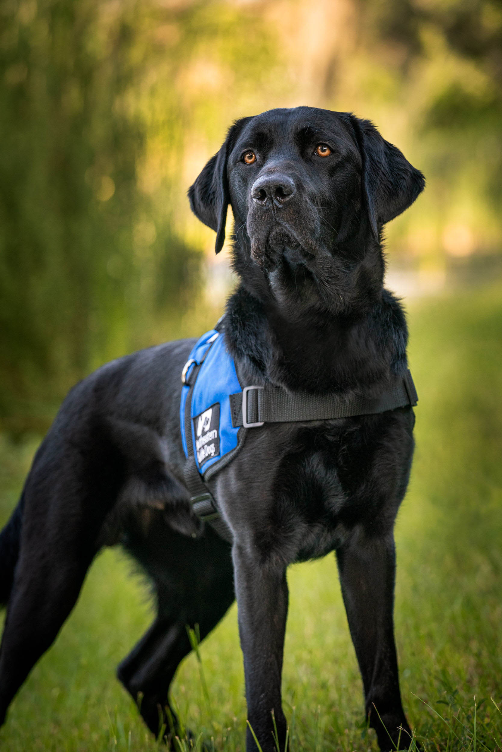 Working Dogs